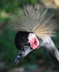 Black Crowned Crane Az17 1