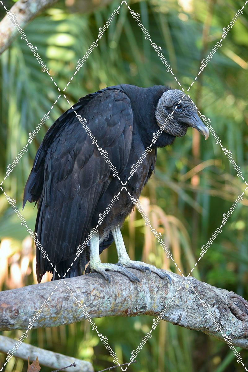 Black Vulture Bz17 1