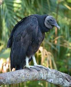 Black Vulture Bz17 1