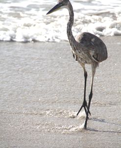 Great Blue Heron Beach 16 1