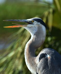 Great Blue Heron Vw17 1