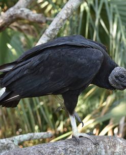 Black Vulture Bz17 2