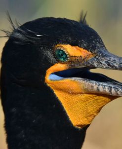 Double Crested Cormorant Eg17 1