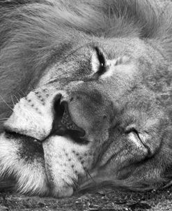 Lion Nz17 1 Bw