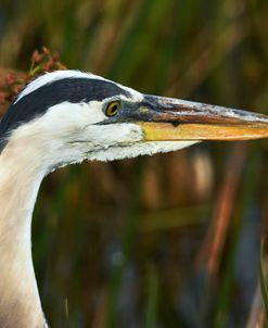 Great Blue Heron Vw17 2