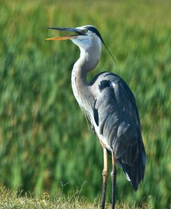 Great Blue Heron Vw17 3