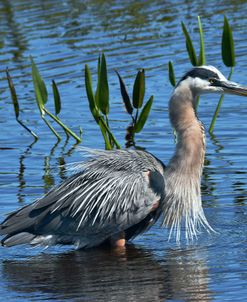 Great Blue Heron Vw17 4