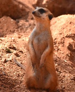 Meerkat Bz17 3