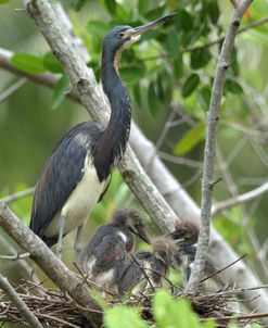 Tricolored Heron Nest NZ17 2