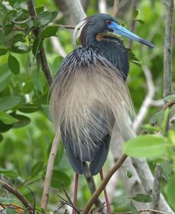 Tricolored Heron Nz17 1