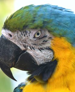 Macaw Nz17 1