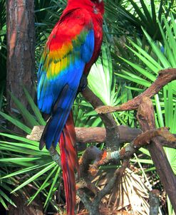Macaw Sjg 1