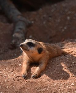 Meerkat Bz17 1