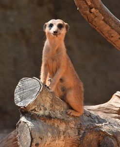 Meerkat Bz17 2