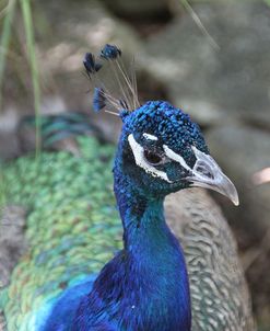 Peacock Brz 15 2