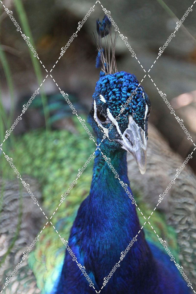 Peacock Brz 15