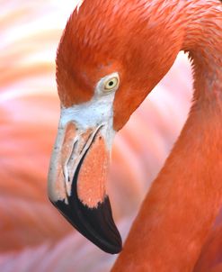Flamingo Az 17