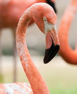 Flamingo CZ 17 2