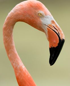 Flamingo CZ 17 3