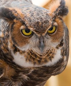 Great Horned Owl BZ 7 17 1