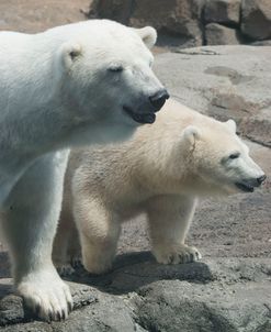 Polar Bear CZ 17 1