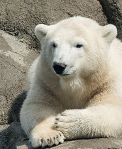 Polar Bear CZ 17 3