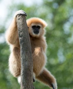 Gibbon CZ 17 4