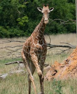 Giraffe CZ 17 1