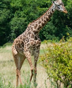 Giraffe CZ 17