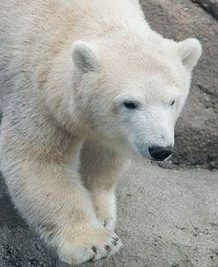 Polar Bear CZ 17
