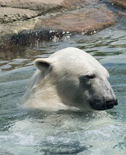 Polar Bear CZ 17 5