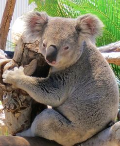 Koala SDZ 15