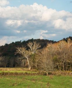 Landscape Trees WVA 17 1