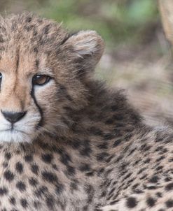 Cheetah cub HZ 17 3