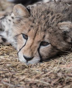 Cheetah Cub Hz 17 2