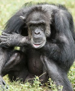Chimpanzee (Old) Hz 17