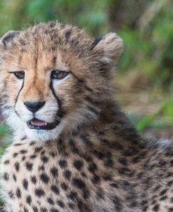 Cheetah Cub Hz 17 1