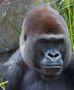 Gorilla Hz 17 7