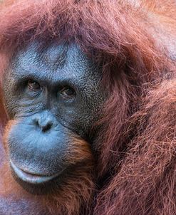 Orangutan Hz 17 1