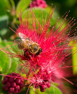 Bee On Red Flower