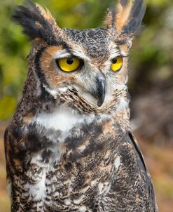 Great Horned Owl