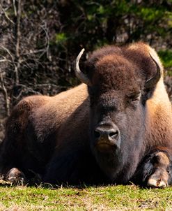 Bison 1