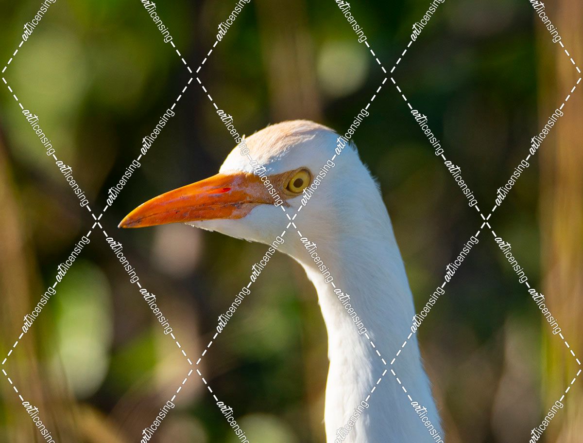 Cattle Egret (Head)