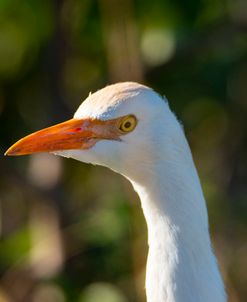 Cattle Egret (Head)