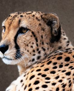 Cheetah HZ 17 4