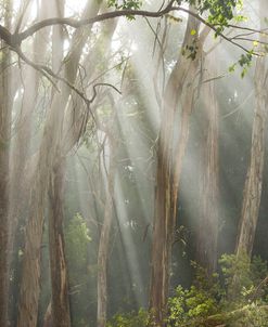 Eucalyptus Forest Sun Rays