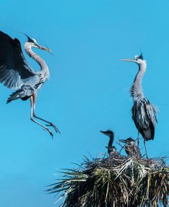 Heron Nest Flight