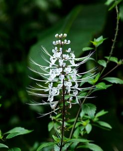 Cat’s Whiskers Flower