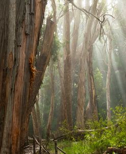 Eucalyptus Forest 2