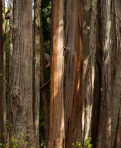 Eucalyptus Forest
